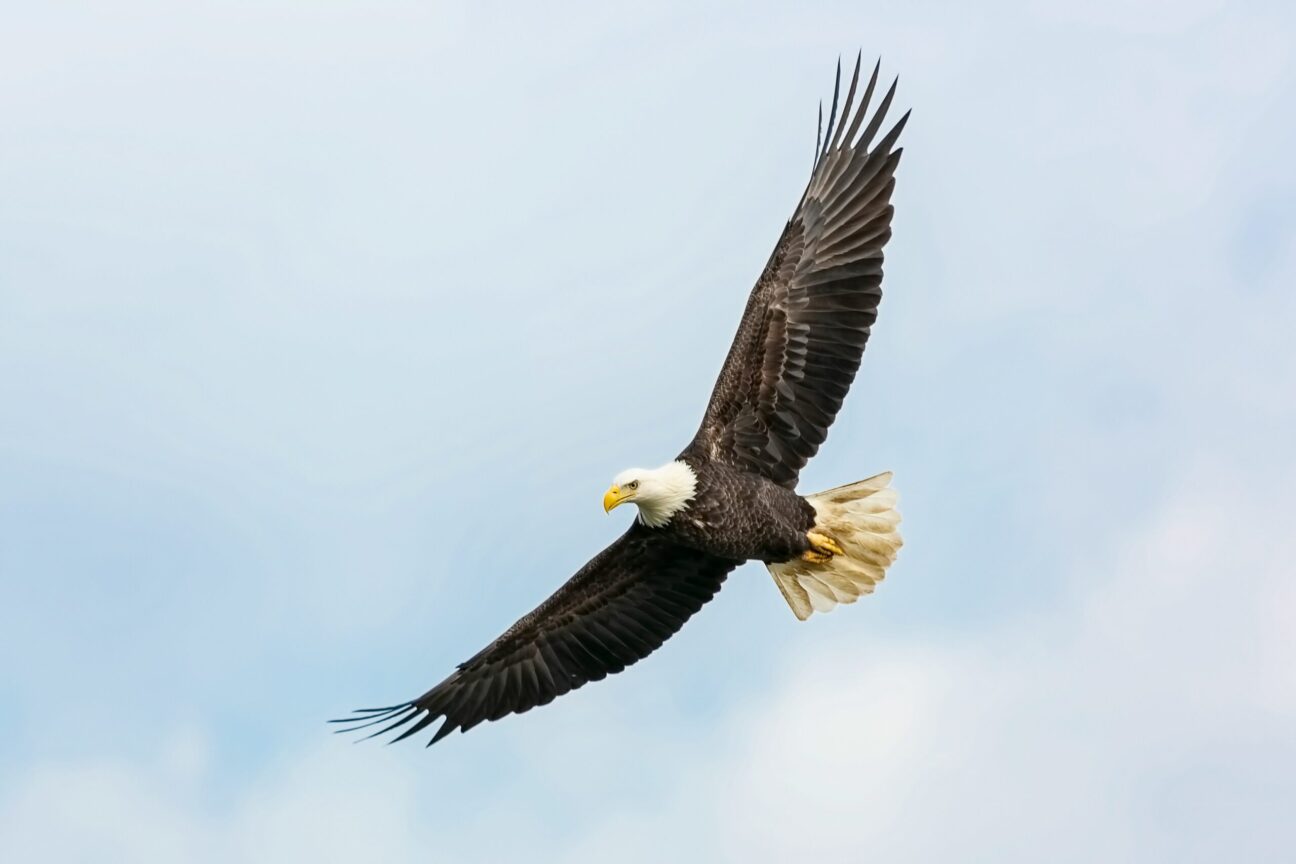 WE ARE NOT WHERE WE WANT TO BE: THE STORY OF AN EAGLE AND LATE- DIAGNOSED ADHD